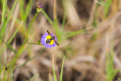 Dieunomia nevadensis bakeri