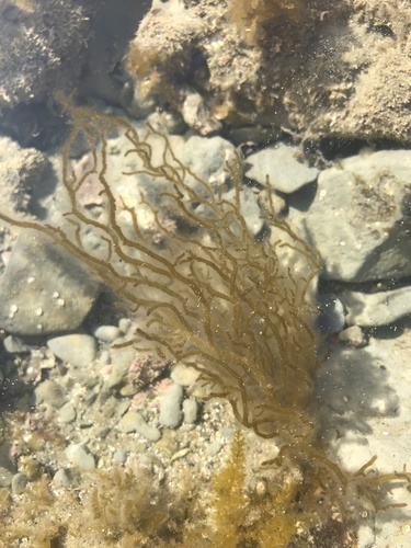 Tinocladia novae-zelandiae observed 2020-10-12