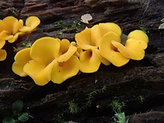 Calycina confluens