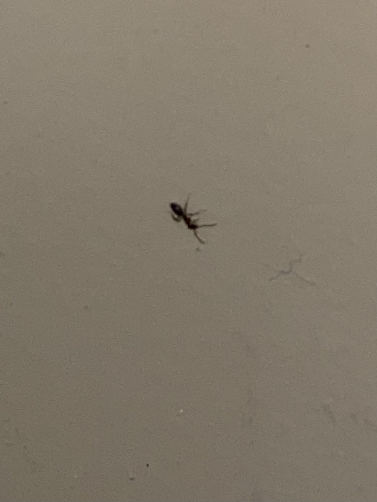 Ants from S Bearfield Rd, Columbia, MO, US on October 12, 2020 at 04:44 ...