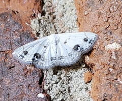 Scopula lautaria