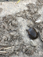 Actinemys marmorata marmorata