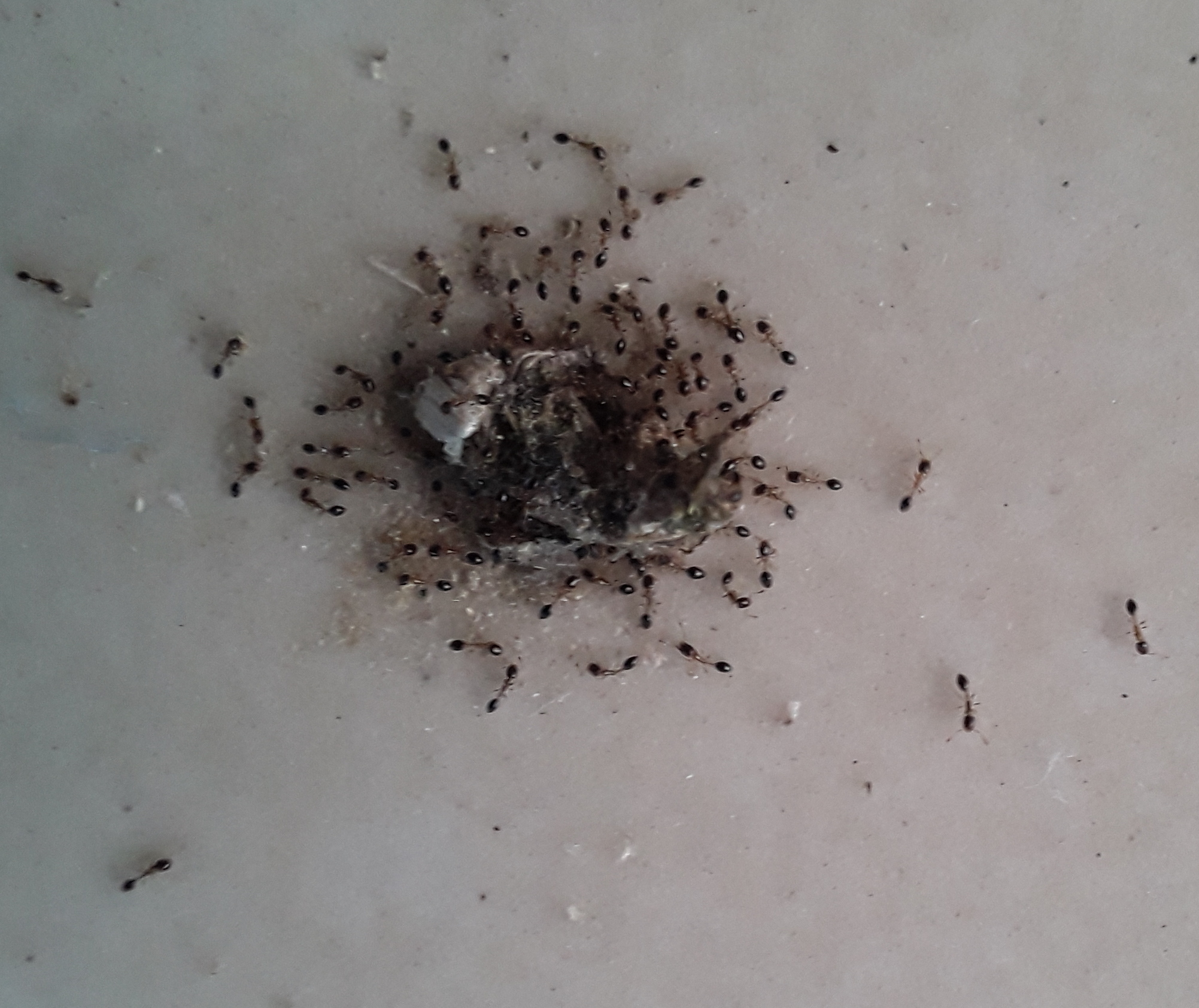 Monomorium floricola