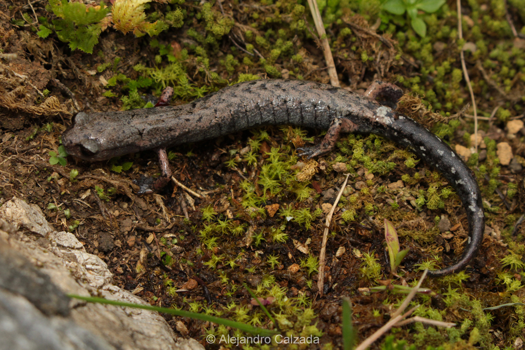 Firschein's False Brook Salamander