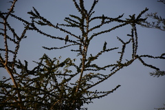 Andropadus importunus