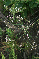 Gypsophila pacifica