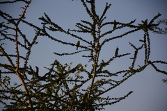 Andropadus importunus