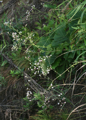 Gypsophila pacifica