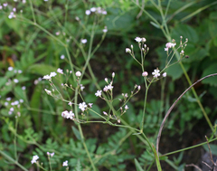 Gypsophila pacifica