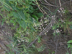 Gypsophila pacifica
