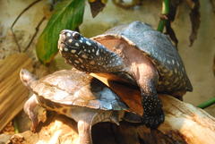 Spotted Pond Turtle photo 5