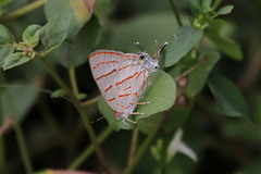 Hemiolaus caeculus