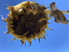 Helianthus annuus