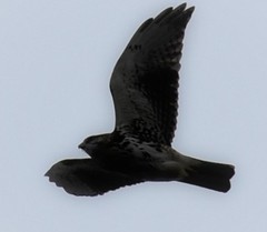 Buteo albigula