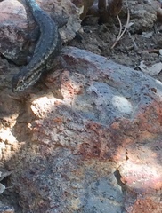 Sceloporus occidentalis becki