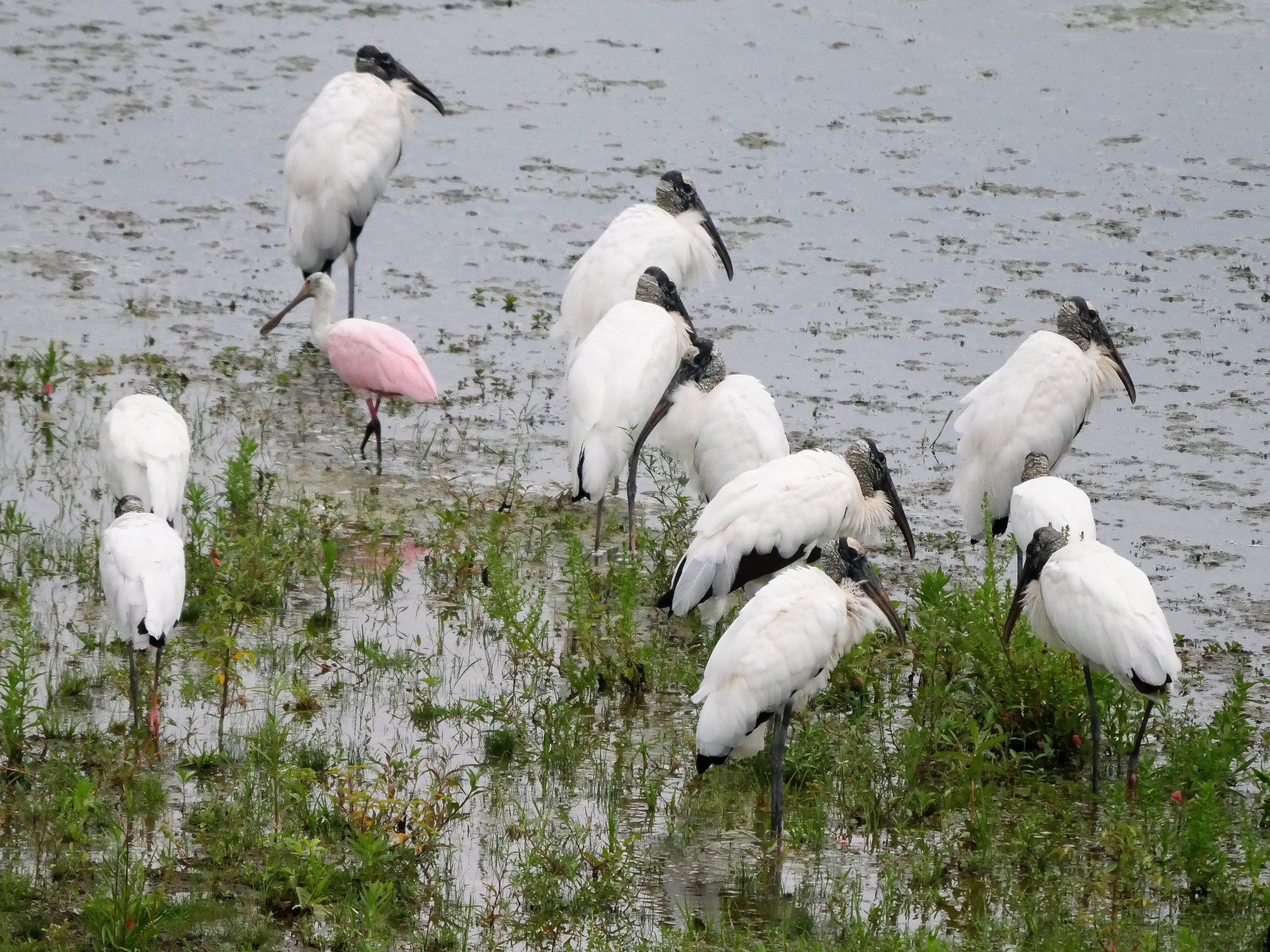 Platalea ajaja image