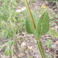 Verbesina tetraptera