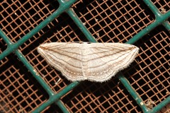 Scopula opicata