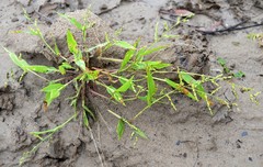 Urochloa ramosa