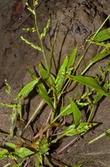 Urochloa ramosa