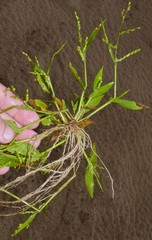 Urochloa ramosa