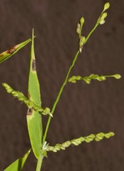 Urochloa ramosa