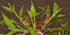 Urochloa ramosa