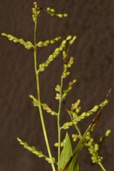Urochloa ramosa