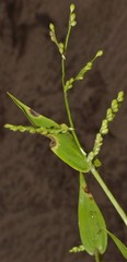 Urochloa ramosa