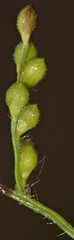 Urochloa ramosa