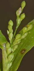 Urochloa ramosa