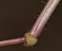 Urochloa ramosa