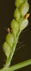 Urochloa ramosa