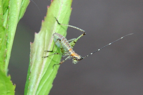 Fork-tailed bush katydid