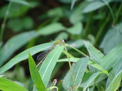 Ceriagrion auranticum