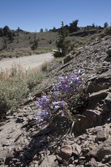 Penstemon speciosus