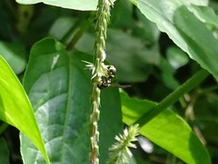 Apodynerus formosensis