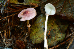 Leucoagaricus roseilividus