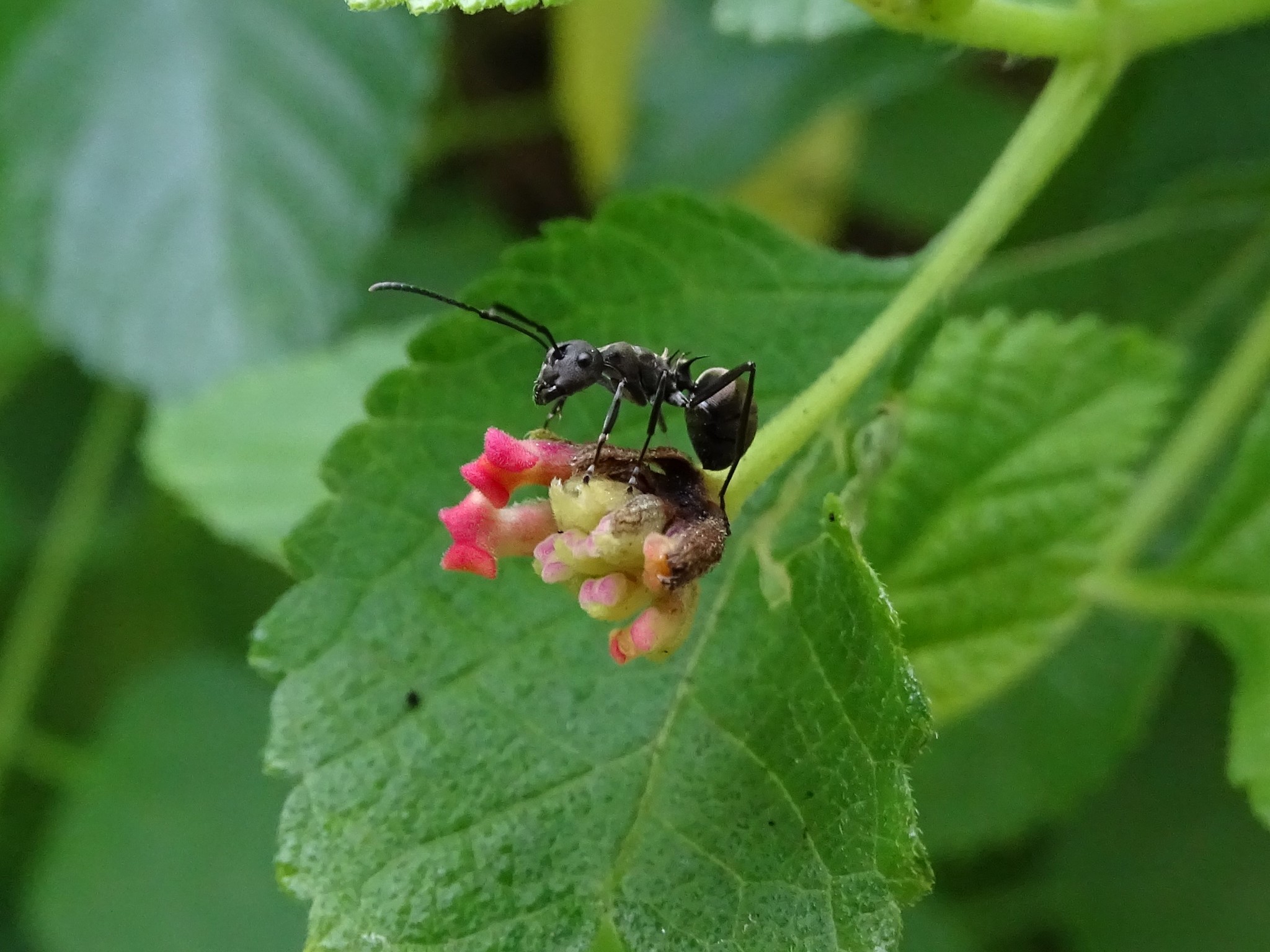 Polyrhachis dives