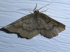 Metarranthis indeclinata