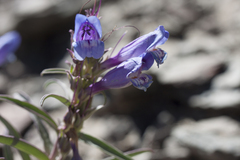 Penstemon speciosus