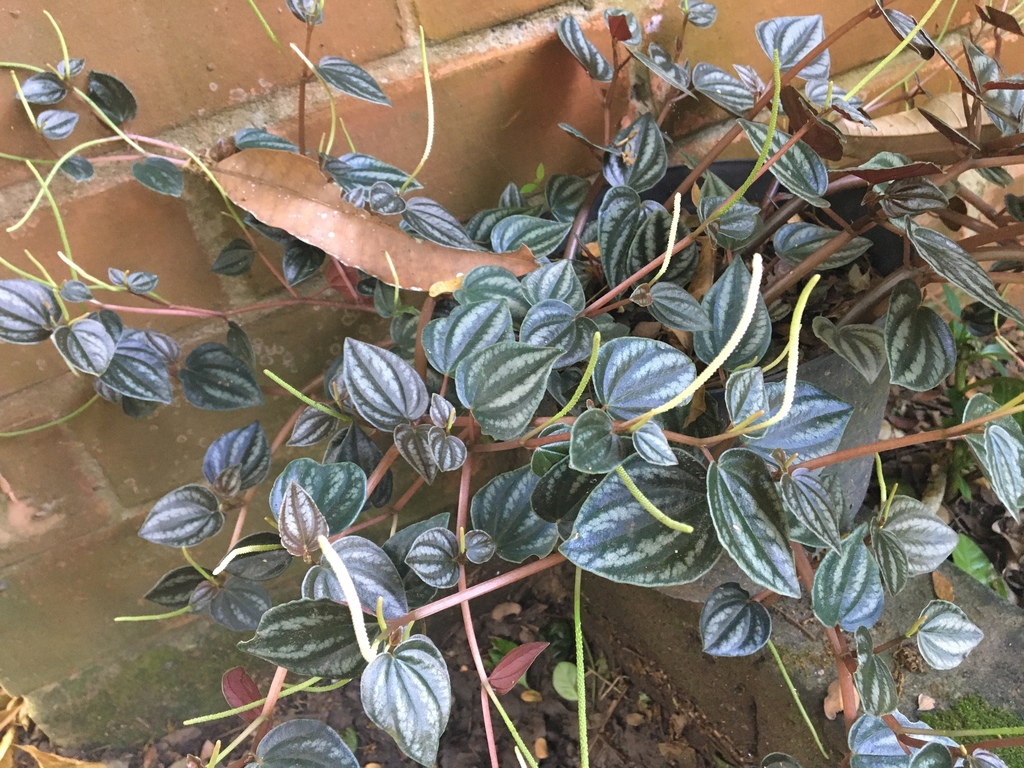 Peperomia turboensis