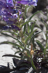 Penstemon speciosus