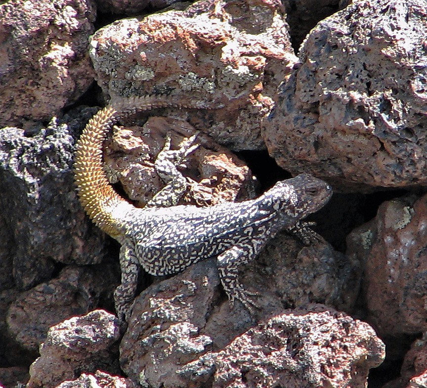 Mendoza Yellow-Tailed Chuckwalla