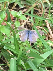 Zizina otis labradus