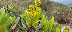 Vochysia thyrsoidea