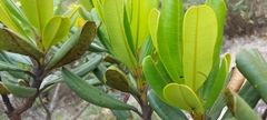 Vochysia thyrsoidea