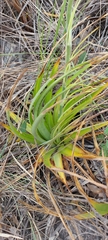 Dyckia trichostachya