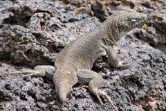 Liolaemus austromendocinus