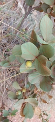 Campomanesia adamantium